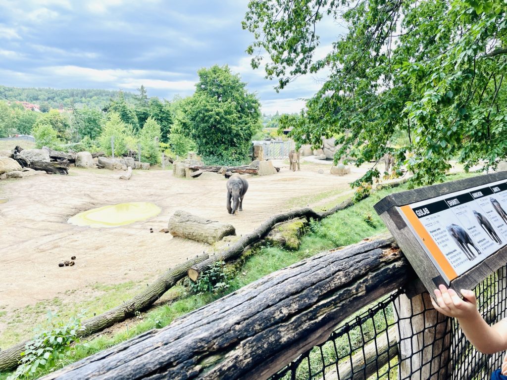 Zoo Prag – Alle Informationen zum Besuch Prager Zoo