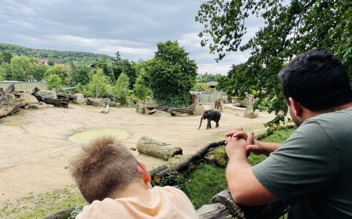 Zoo Prag - Alle Informationen zum Besuch Prager Zoo Zoo Prag 3 1170x730 - Zoo Prag - Alle Informationen zum Besuch Prager Zoo