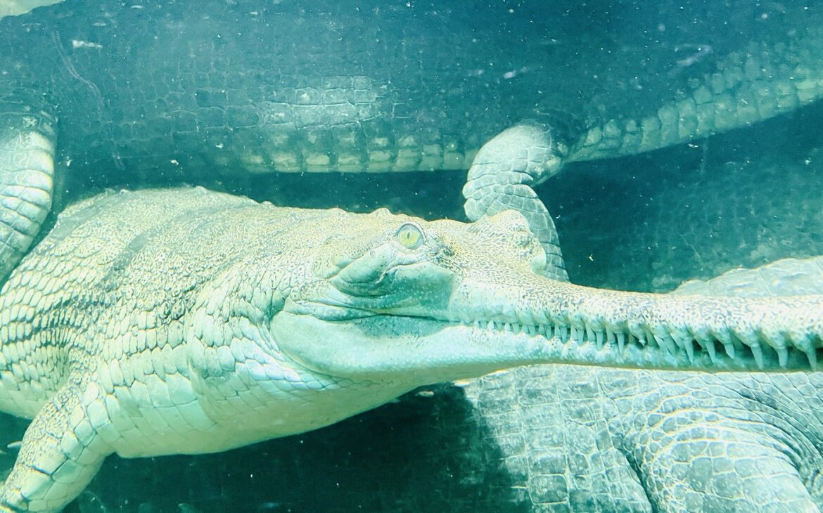 Zoo Prag - Alle Informationen zum Besuch Prager Zoo Zoo Prag 11 1170x730 - Zoo Prag - Alle Informationen zum Besuch Prager Zoo