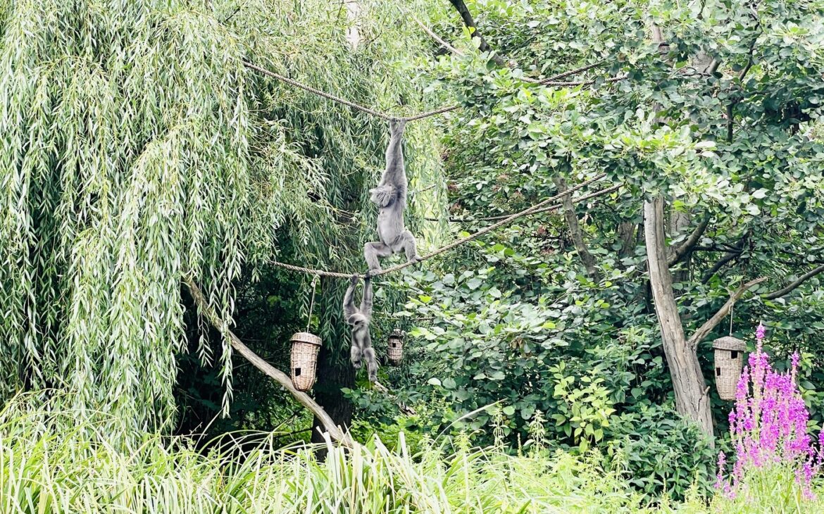 Zoo Prag - Alle Informationen zum Besuch Prager Zoo Zoo Prag 8 1170x730 - Zoo Prag - Alle Informationen zum Besuch Prager Zoo