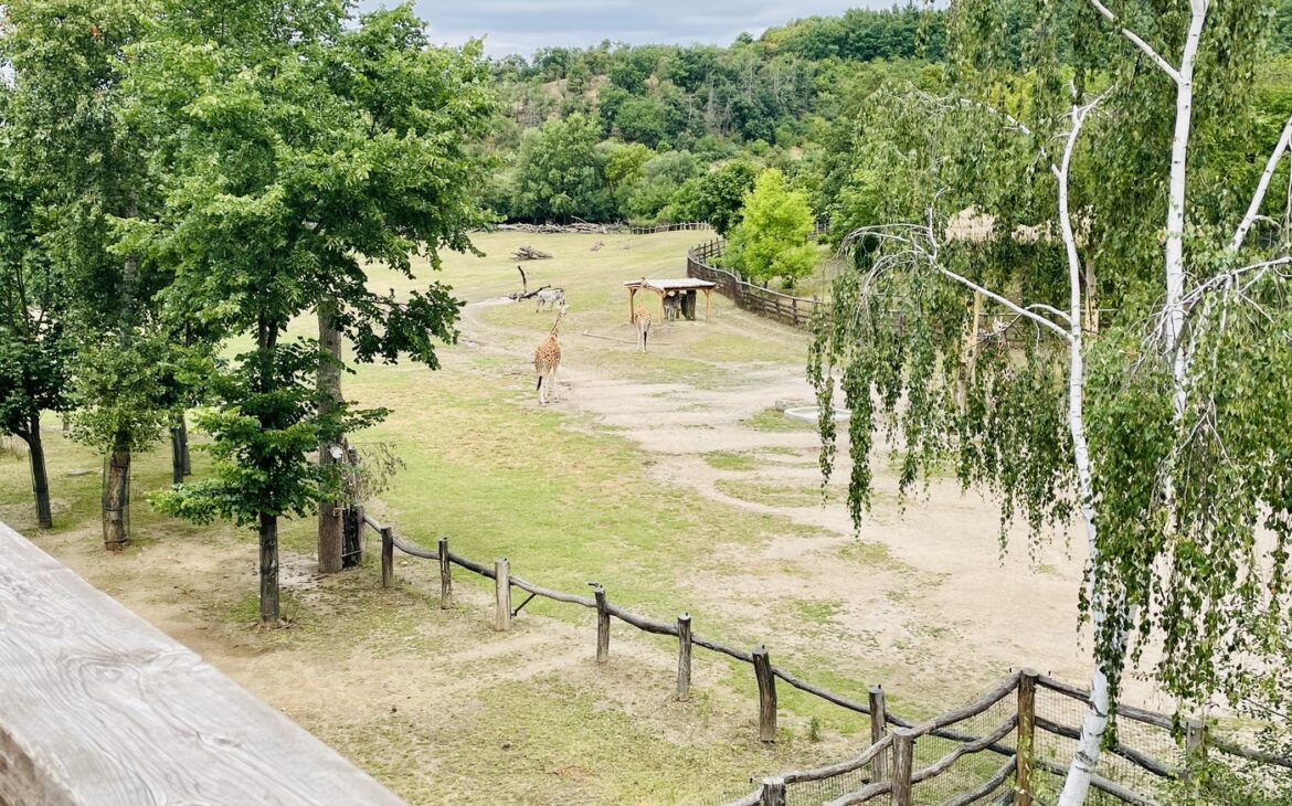 Zoo Prag - Alle Informationen zum Besuch Prager Zoo Zoo Prag 6 1170x730 - Zoo Prag - Alle Informationen zum Besuch Prager Zoo